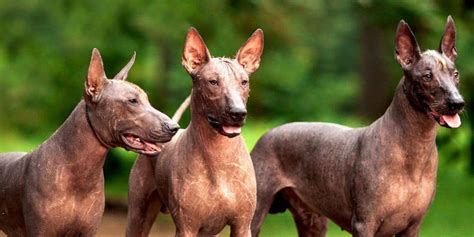  The Xoloitzcuintli: Un Canto Alla Lealtà Oltre la Morte!