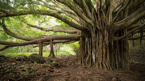  The Banyan Tree: Un Mito Antico Filippino Pieno di Saggezza e Misteri!