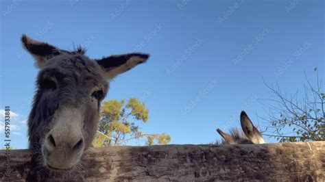 The Donkey's Song: A Hilarious Fable About Stubbornness and Unexpected Wisdom!