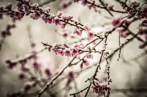  The Peach Blossom Spring: Una fuga onirica dal mondo reale?